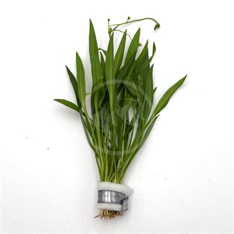 dwarf amazon sword plant.